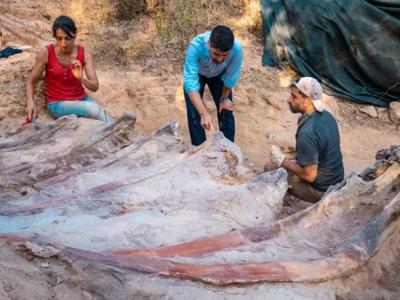 葡萄牙一男子在自家后院发现可能是欧洲最大的蜥脚类恐龙化石