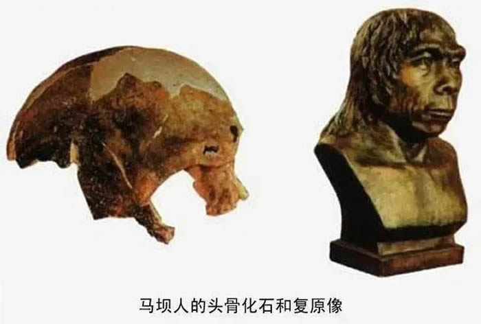 马坝人的头骨化石和复原像（来源：曲江博物馆）