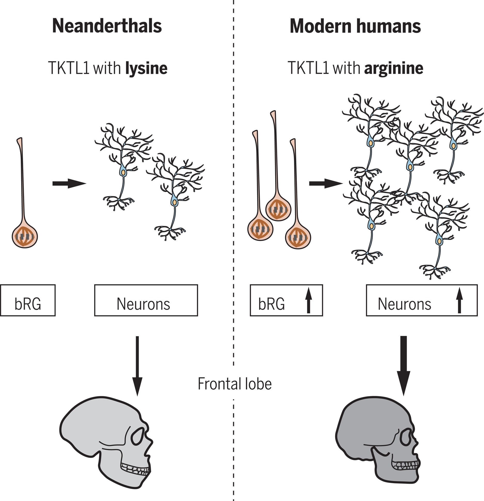 现代人和尼安德特人大脑之间的关键差异揭示