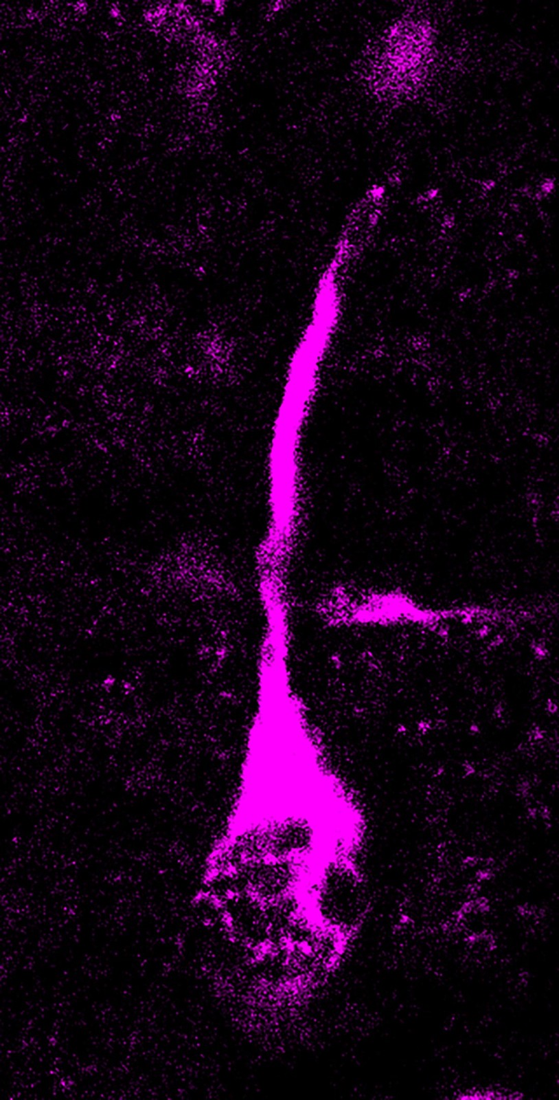 �ִ��˺��ᰲ�����˴���֮��Ĺؼ������ʾ