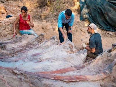 葡萄牙中部发现欧洲最大恐龙化石 属1.6亿年前蜥脚类恐龙