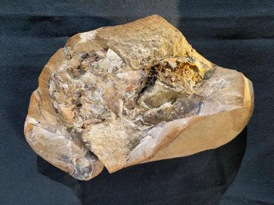 澳大利亚3.8亿年前泥盆纪鱼类化石中发现迄今为止最古老的心脏
