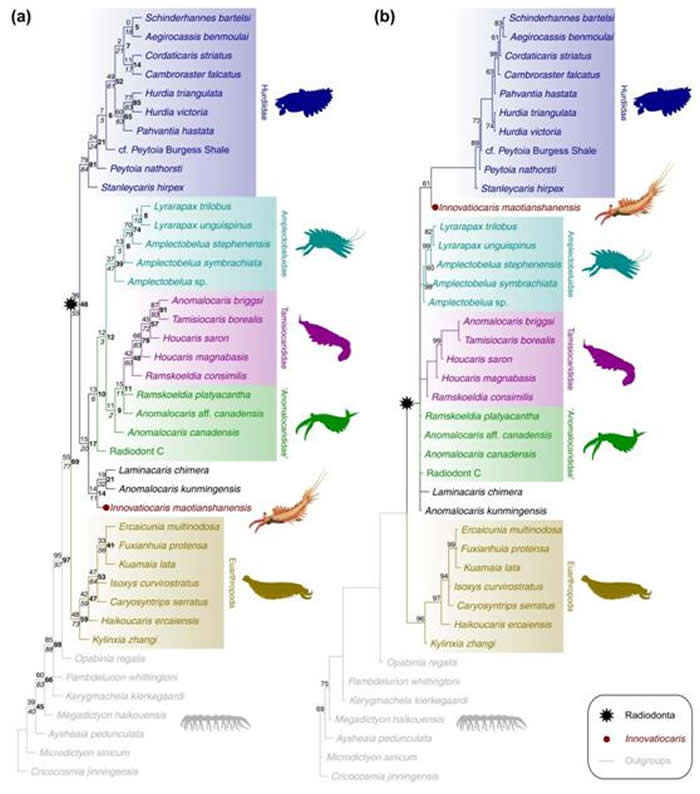澄江动物群完整化石标本研究揭示奇虾类新属新种——帽天山开拓虾