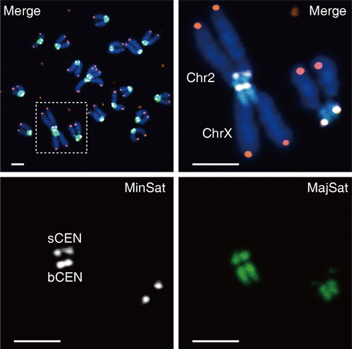 �ྫ�Ӹ�ϸ����С�����Ⱦɫ���XȾɫ����ͷ��ͷ��ʽ�ں��γ�˫��Ⱦɫ�壨��ɫ����������ɫ����˿������ɫ������˿����