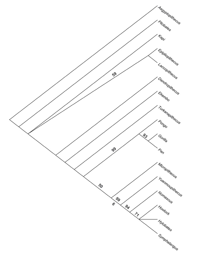 �й�����Ԫı��������ĳ���Գ��ʯ����ԪıСԳYuanmoupithecus xiaoyuan