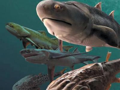 改写有颌脊椎动物早期演化历史 “从鱼到人”关键证据被发现
