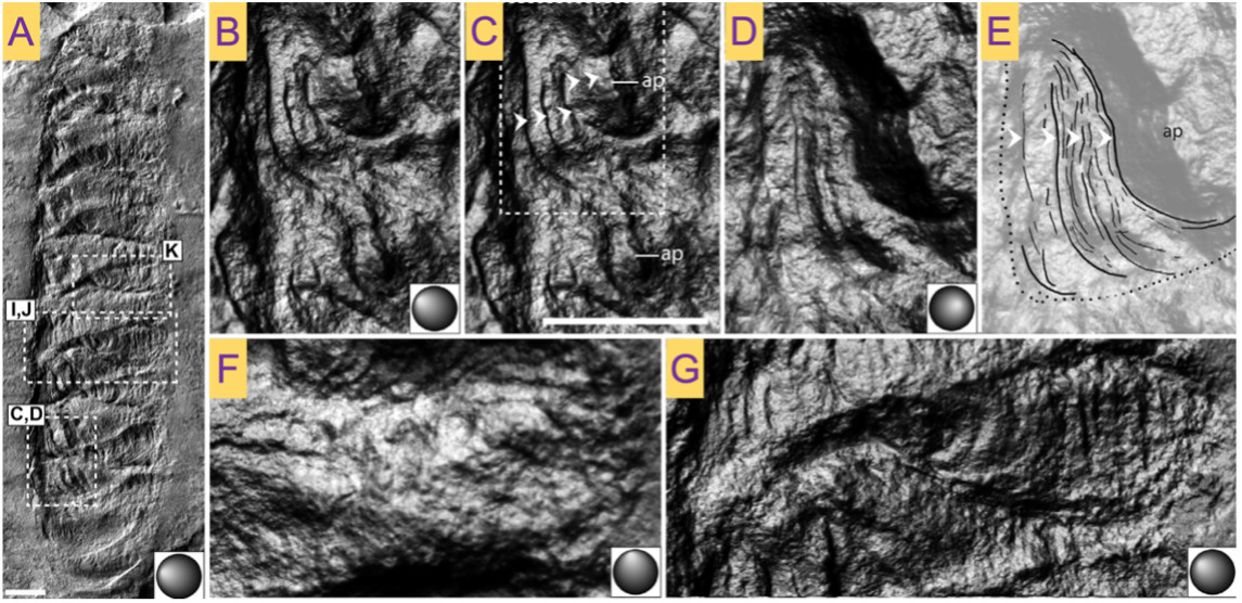 ���ϴ�ѧ���о���ʾ���ֹڶ����ں�������ڵ�������̬