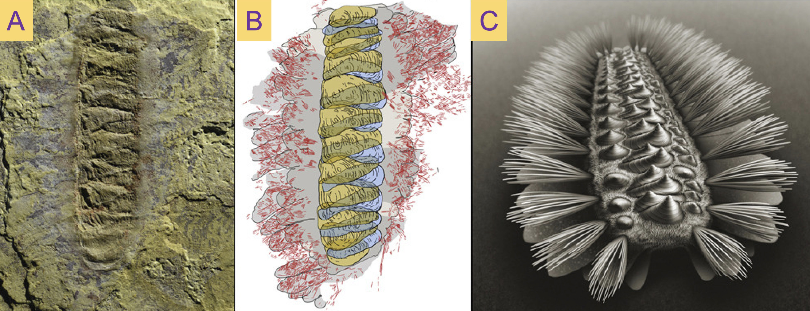 ���ϴ�ѧ���о���ʾ���ֹڶ����ں�������ڵ�������̬