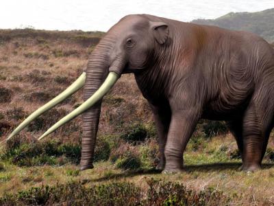 智利南部发现12000年前生物遗骸 可能是现代大象已经灭绝的近亲