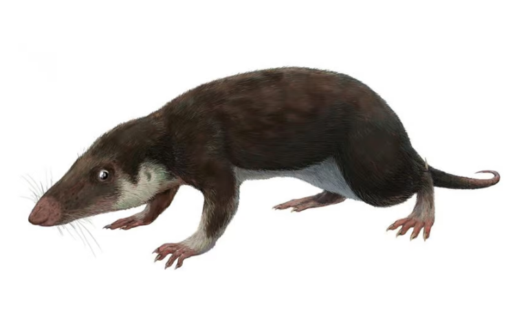 �о���Ա�ؽ����в��鶯������Ĺ�ͬ���ȵĻ�����