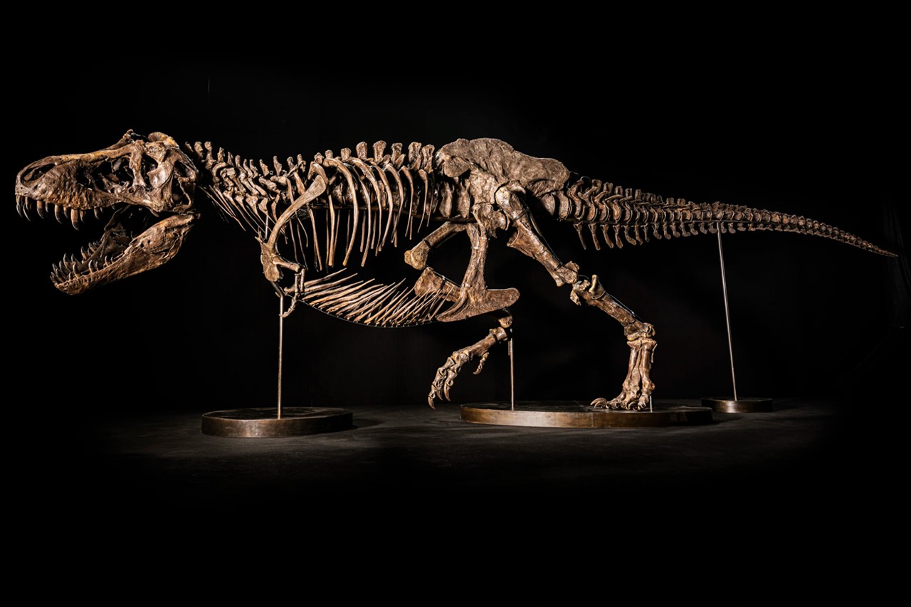 名为“尚神”的暴龙化石将于11月30日在香港拍卖