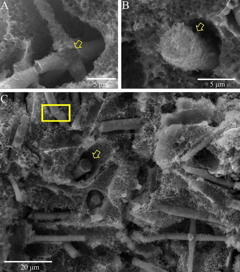《地质学会会刊》:研究揭示安吉生物群特异保存海绵化石的埋藏学机制