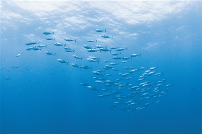 ȫ���ů���Ӱ�캣�����������о����֣��ڵ�����ʷů�� ����ȱ����������С