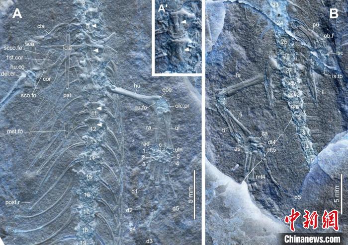 中国内蒙古莫旗动物群首次发现1.2亿年前有鳞类化石——美丽莫旗蜥