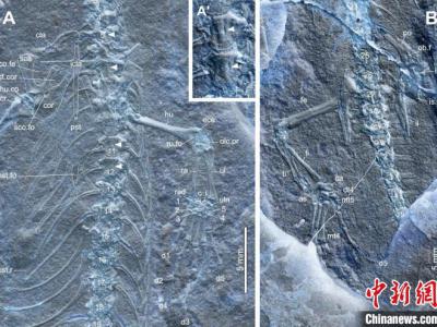 中国内蒙古莫旗动物群首次发现1.2亿年前有鳞类化石——美丽莫旗蜥