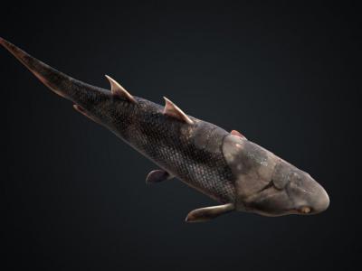 蠕纹沈氏棘鱼：有“盔甲”的软骨鱼