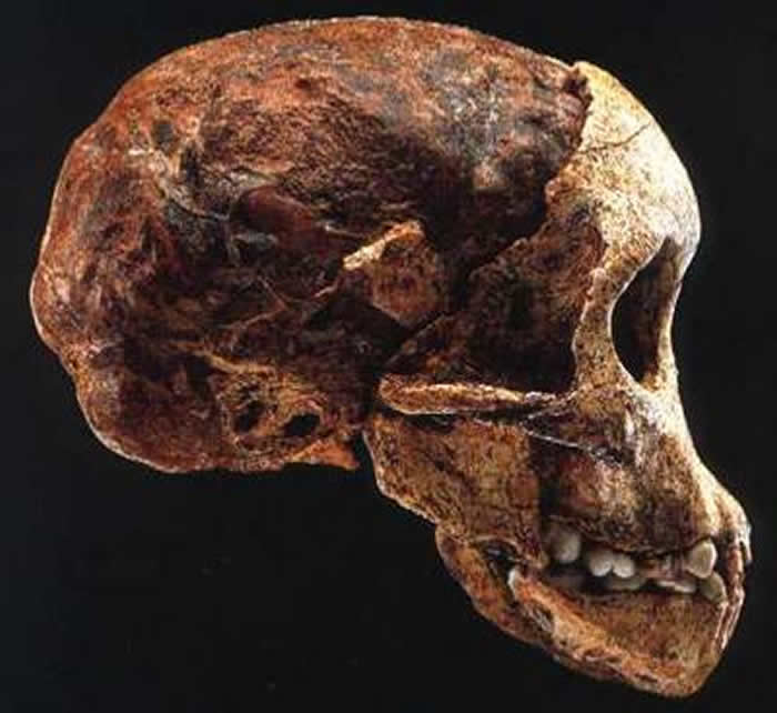 ���緢�ֵĵ��Ϸ���Գ���������׶�ͷ�ǣ�Katheleen Kuman ���㣩