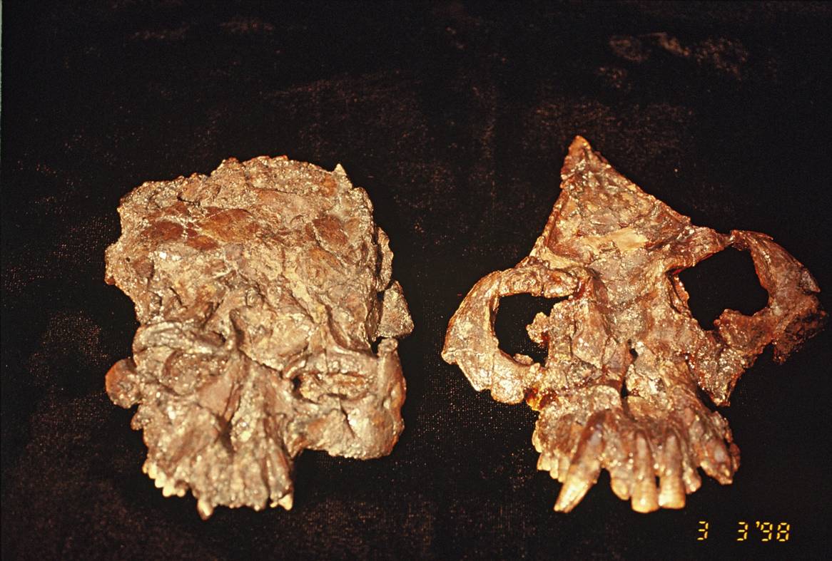 »���Գ�Ĵƣ����ۣ��ң�ͷ��