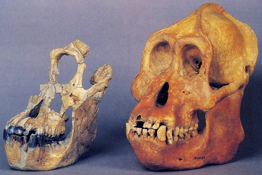 ���߹�Գ�������������ɣ��ң��������ܹ��˵ȡ��Ԫı�ˡ���