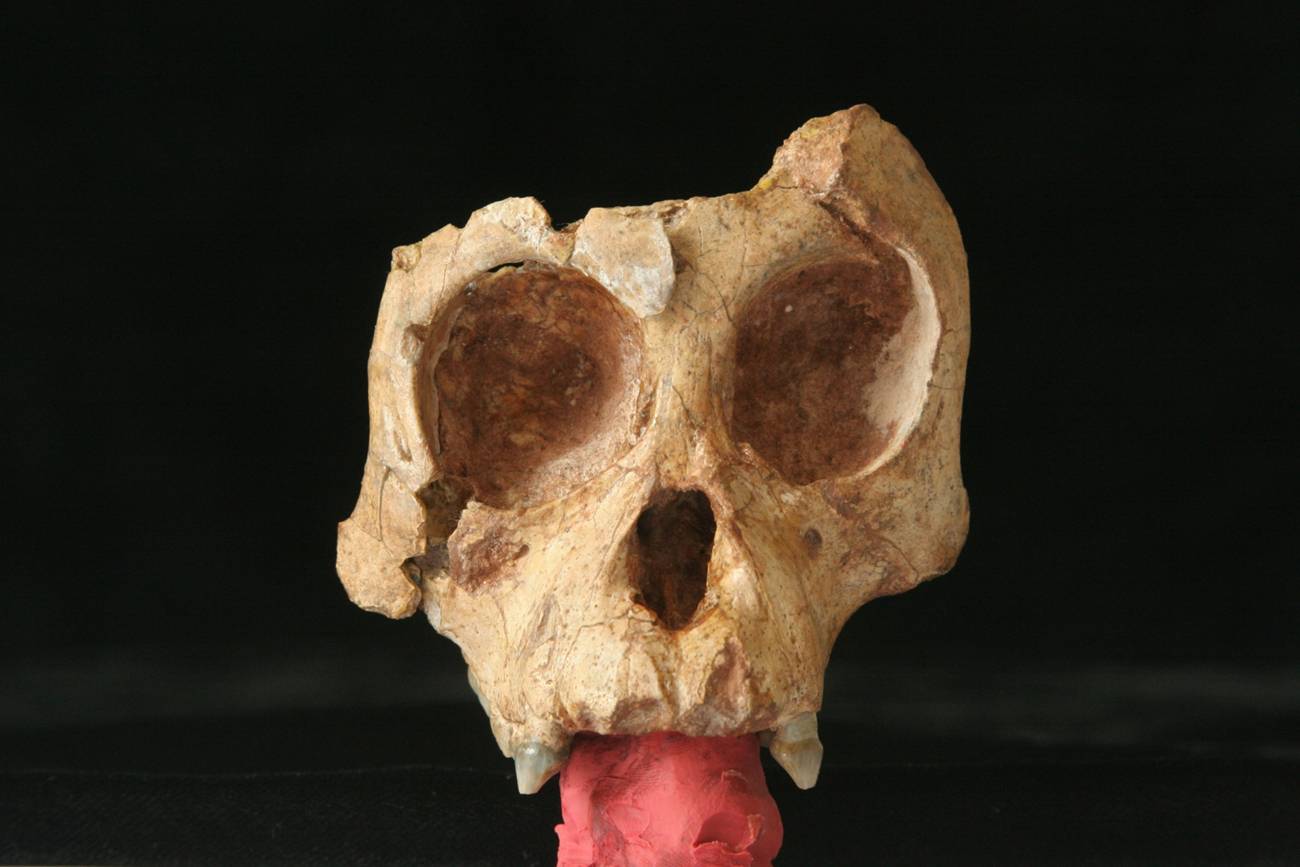 Ԫı��Գͷ��