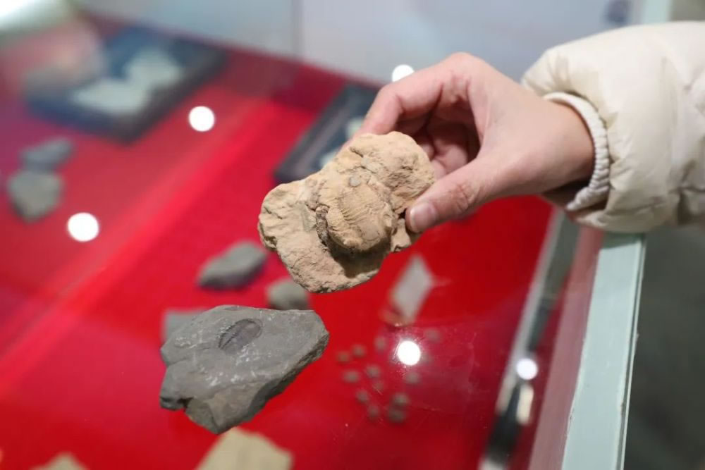 ����ʡ�����йٶ�����վСѧ���ƶ˿��յ�ѧ�ݾ�Ҫ������