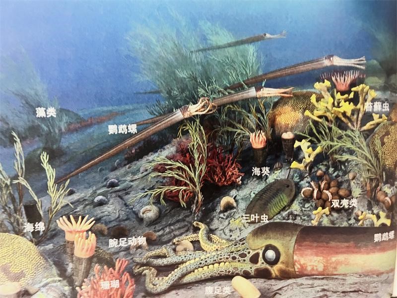 ���ռ�̨��ǳ���ĺ������ﾰ�۸�ԭͼ��470ma���� Lamb&Sington��1998��