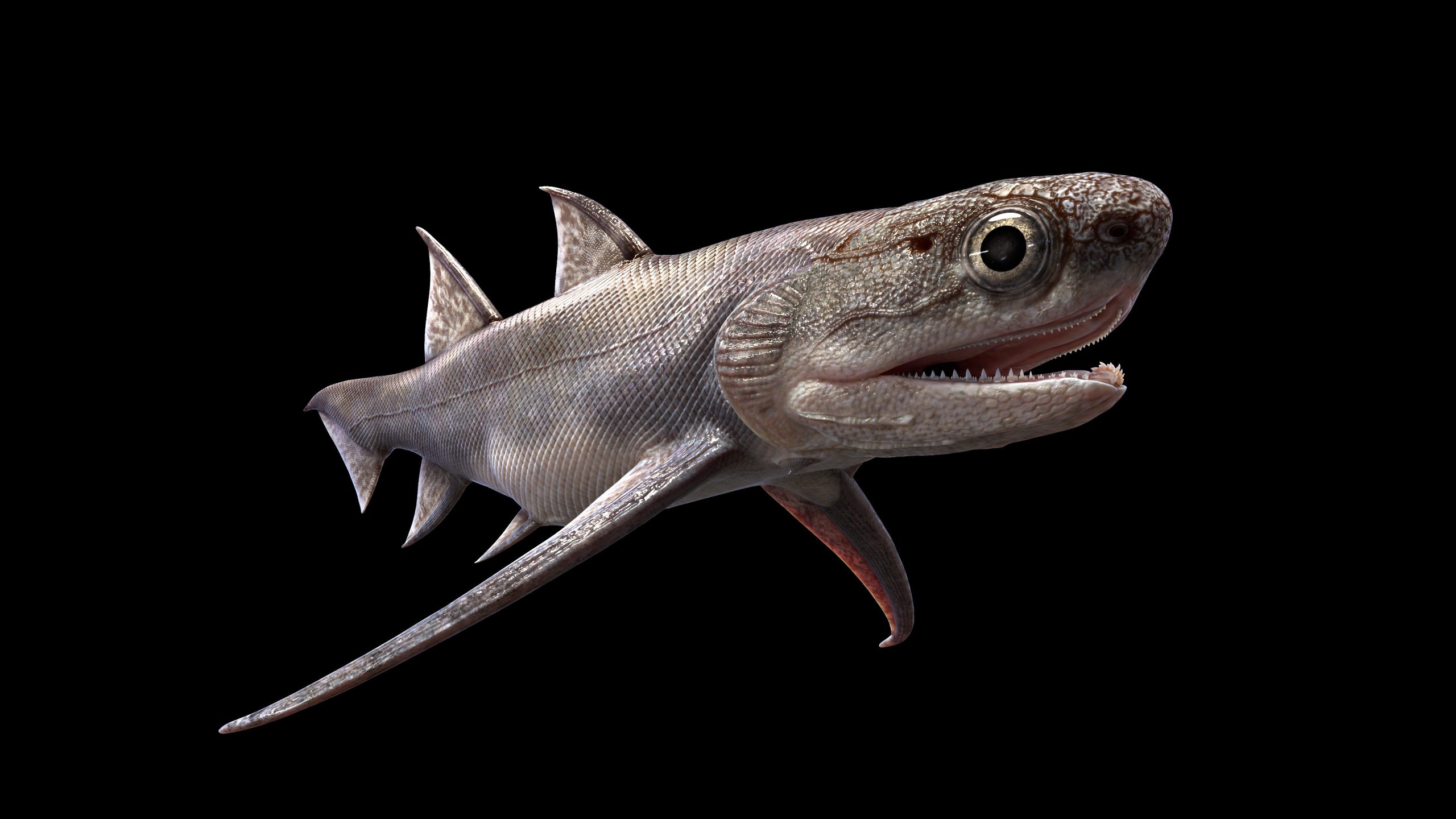 中国发现的4.39亿年前牙齿化石改变科学家对脊椎动物进化的看法