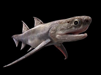 中国发现的4.39亿年前牙齿化石改变科学家对脊椎动物进化的看法
