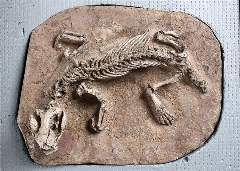 ����ʡ����ݽ�����һ��Զ���������Ӿ�ʢ�硰�֡����������������ﻯʯ��Ʒչ��