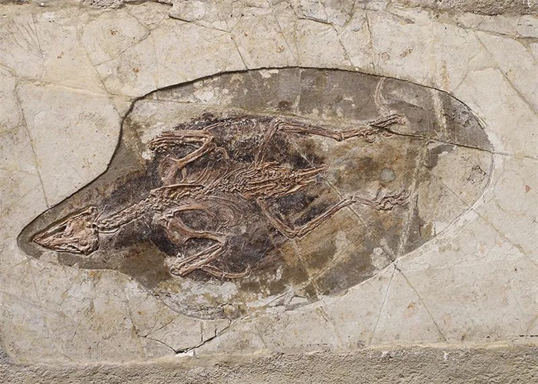 ����ʡ����ݽ�����һ��Զ���������Ӿ�ʢ�硰�֡����������������ﻯʯ��Ʒչ��