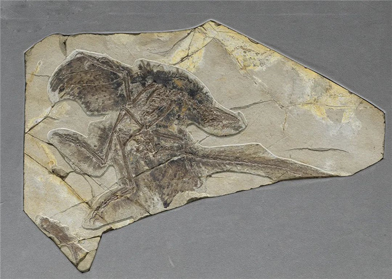 ����ʡ����ݽ�����һ��Զ���������Ӿ�ʢ�硰�֡����������������ﻯʯ��Ʒչ��