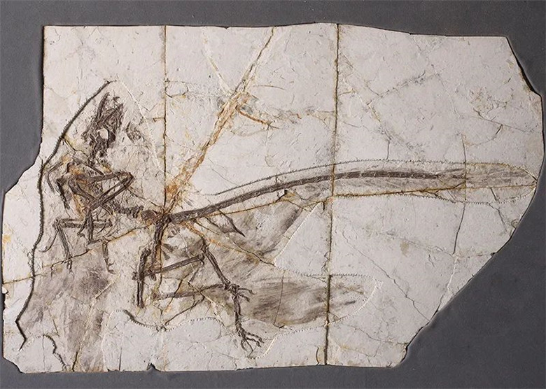 ����ʡ����ݽ�����һ��Զ���������Ӿ�ʢ�硰�֡����������������ﻯʯ��Ʒչ��