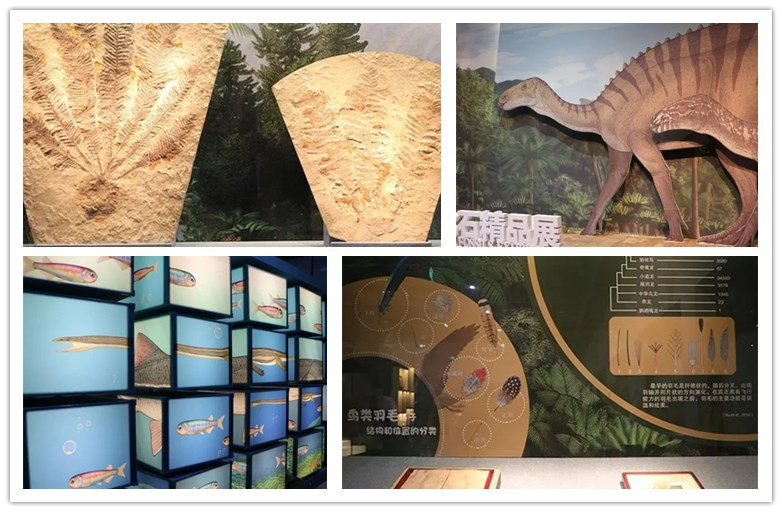 辽宁省博物馆将呈现一场远古生命的视觉盛宴“乐·土——辽宁古生物化石精品展”