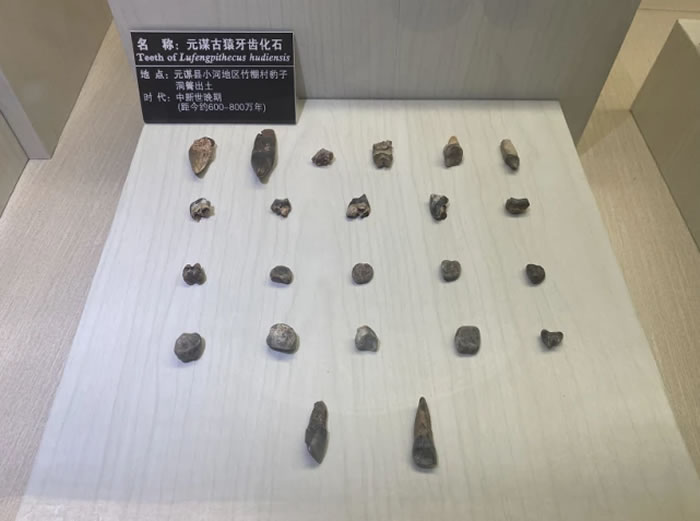 走近元谋人 追寻“人类起源”的足迹