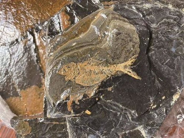 浙江台州临海一村庄发现1亿多年前白垩纪鱼化石