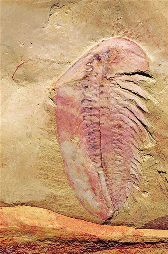 ���ϳν�����ͻ�ʯ���غͻ�ʯ����ѡ���������Ų��� ר�ң����������ҷḻ ��������