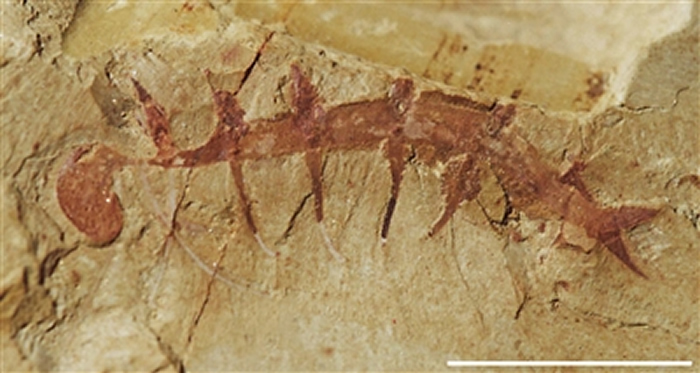 ���ϳν�����ͻ�ʯ���غͻ�ʯ����ѡ���������Ų��� ר�ң����������ҷḻ ��������