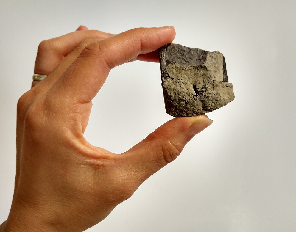 �ո�������1.67����ǰ��٪�����������ж��ﻯʯ����Bellairsia gracilis