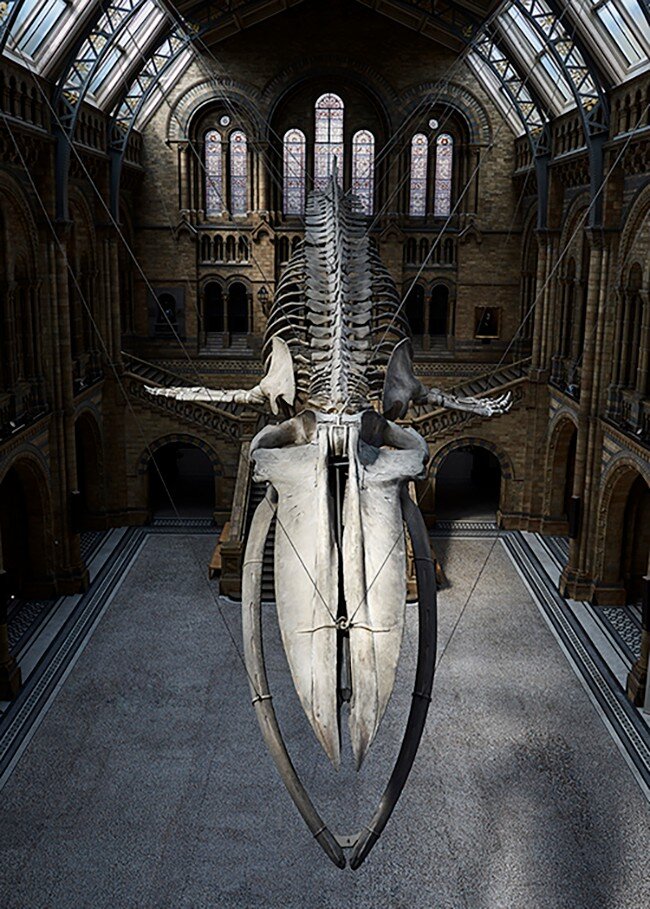 Ӣ����Ȼ��ʷ������о���ʾ���鶯������������˥�����ݻ�