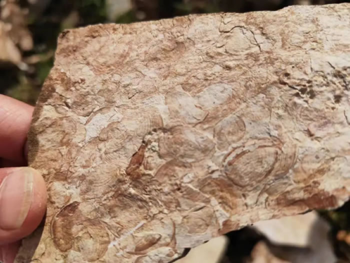 �����س�ַ���ְ���ϳ͵������������ﻯʯ����