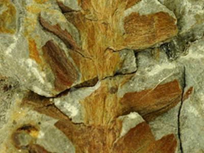 科学家发现2.37亿年前植物界的“跨界者”
