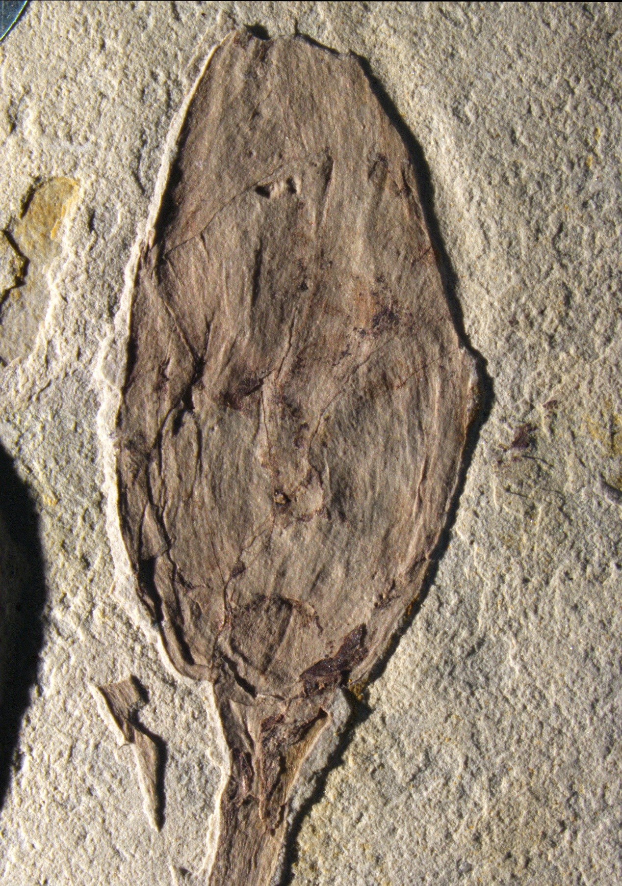 白垩纪地层中发现的最早花蕾化石——“凌源古蕾”
