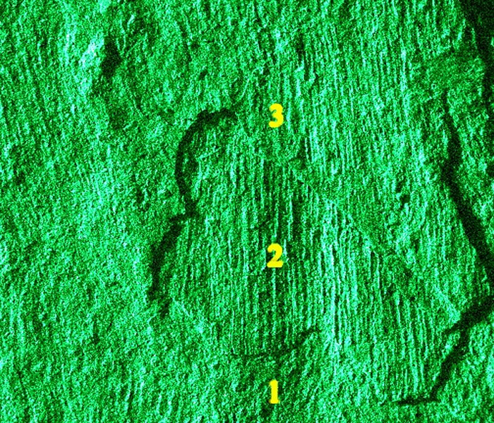 白垩纪地层中发现的最早花蕾化石——“凌源古蕾”