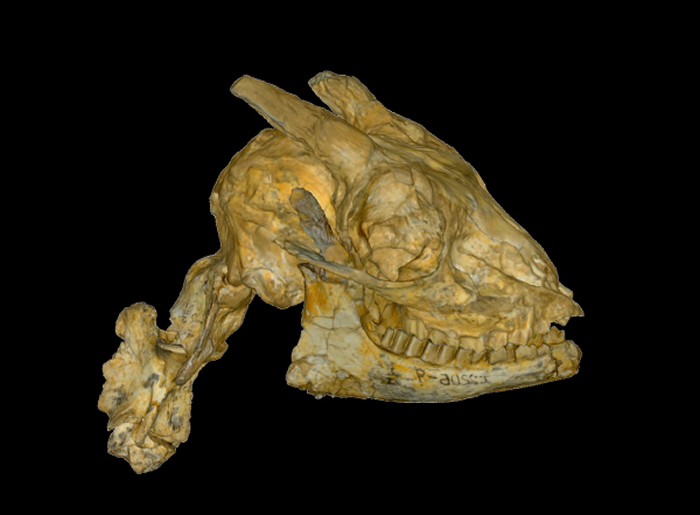 邓氏临夏羚（Linxiatragus dengi）的头骨和颈椎