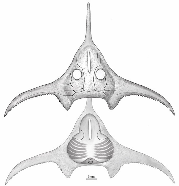 《解剖学记录》：4.1亿年前盔甲鱼类玉海翼角鱼化石揭示有颌类关键特征演化
