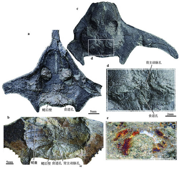 《解剖学记录》：4.1亿年前盔甲鱼类玉海翼角鱼化石揭示有颌类关键特征演化