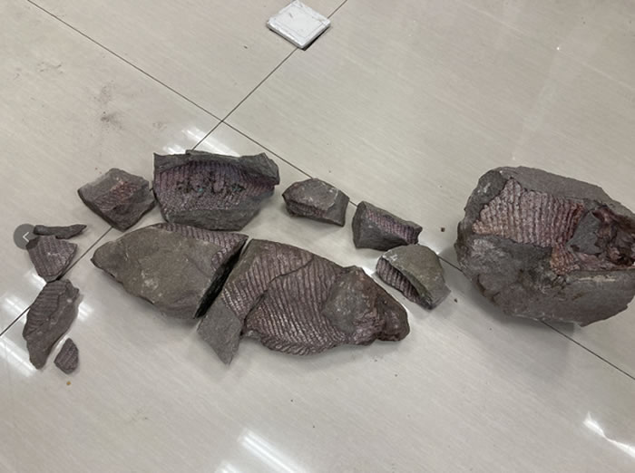 宜宾市民捐赠距今1.5亿年前侏罗纪中期鱼类化石