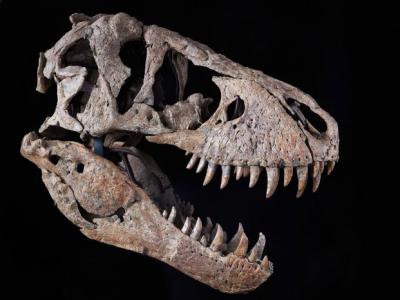 美国纽约苏富比拍卖行将拍卖一具7600万年前的霸王龙头骨化石 估价或达2千万美元