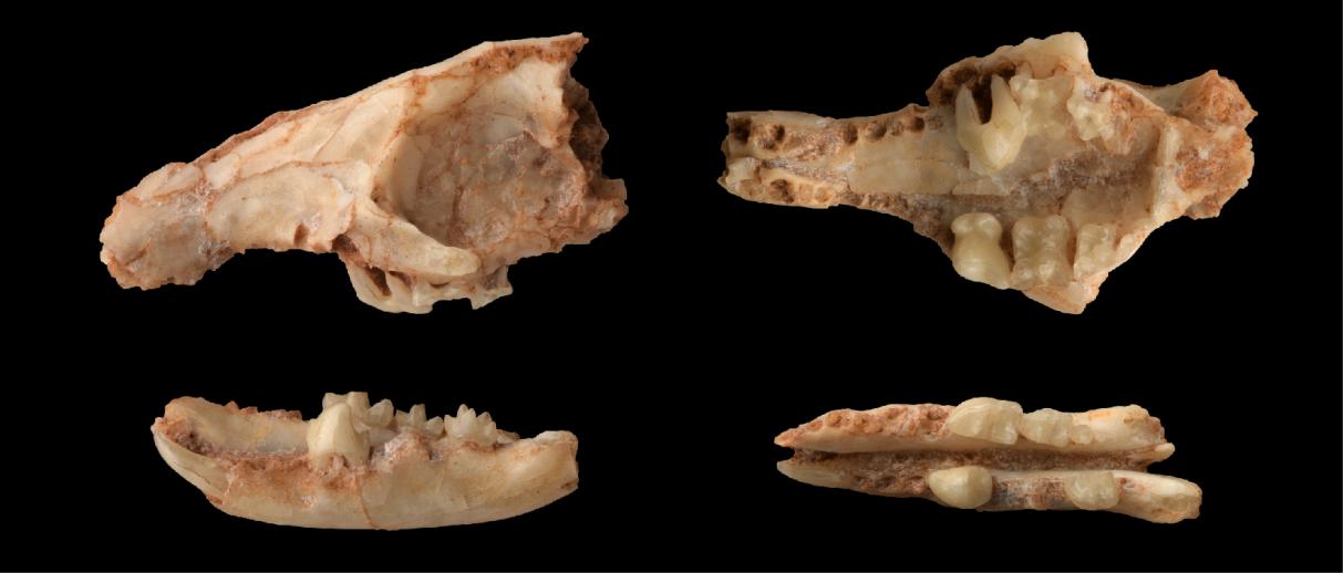 《历史生物学》杂志:内蒙古中部发现刺猬家族新成员——温都苏苏尼特猬
