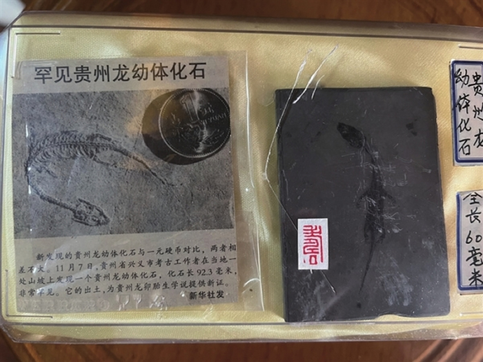 贵州龙幼体化石